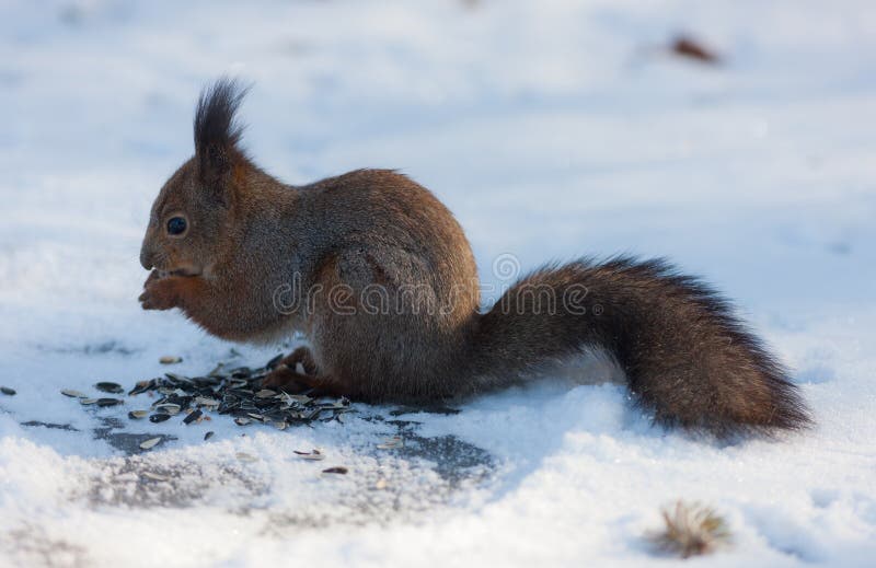 Squirrel eats sunflower seeds stock photos