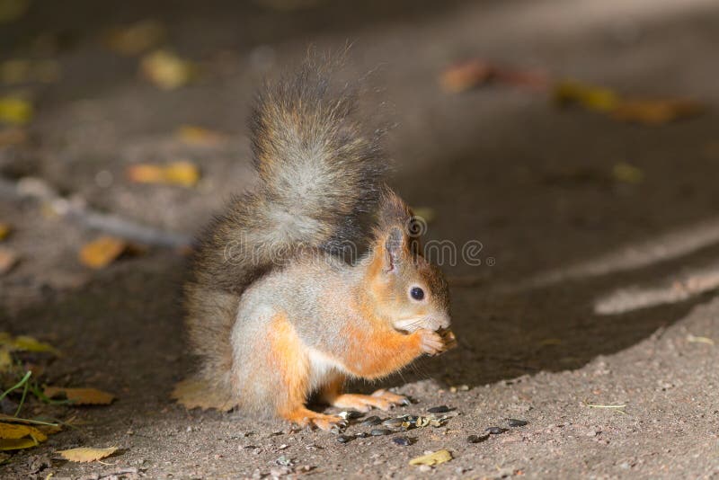 Squirrel eats sunflower seeds stock images