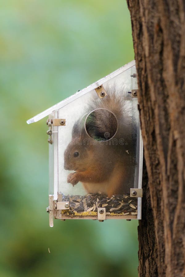 Squirrel eats sunflower seeds stock photos