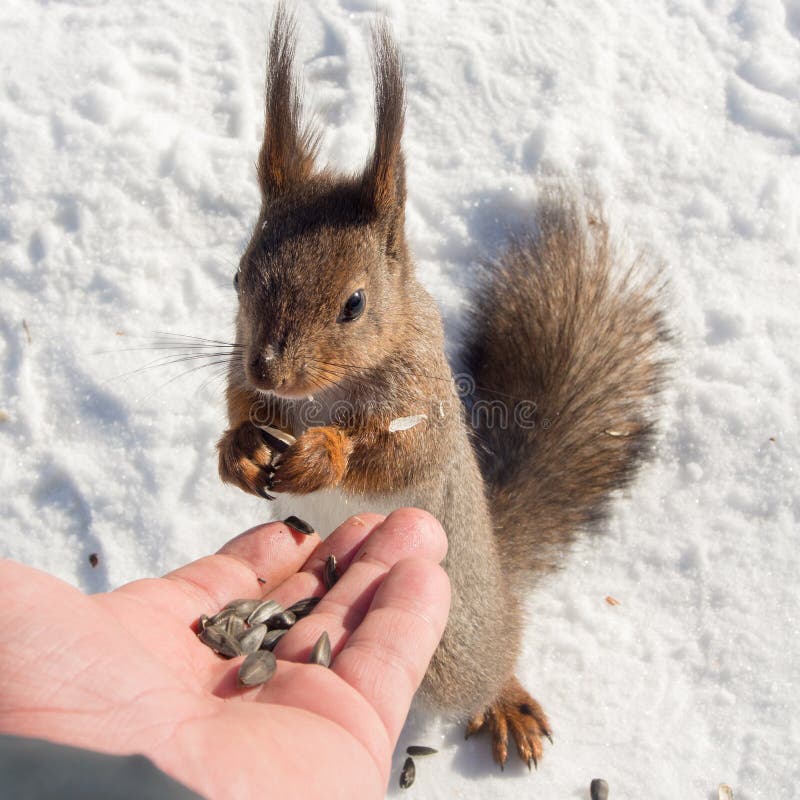 Squirrel eats sunflower seeds royalty free stock photo