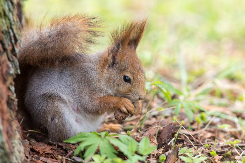 Squirrel eats tasty cone stock images