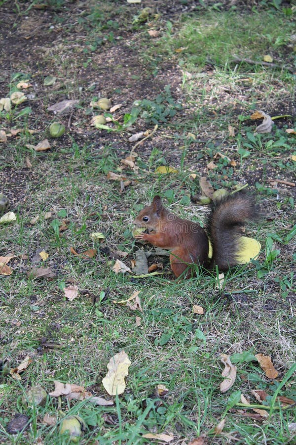 A squirrel eats a walnut stock image