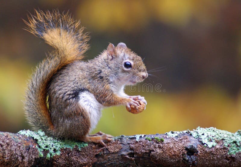 Squirrel in Fall royalty free stock photo Squirrel in Fall royalty free stock photo