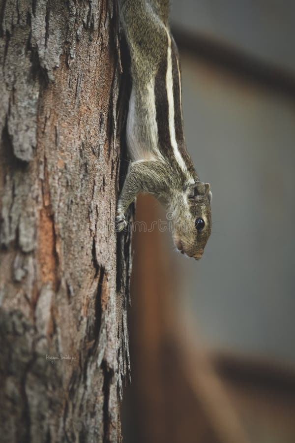 Squirrel the fastest little cham stock images Squirrel the fastest little cham stock images