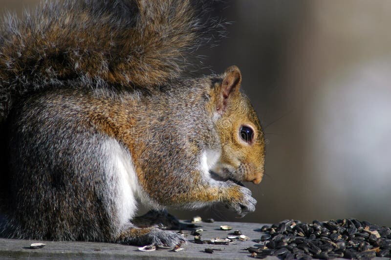 Squirrel Feeding stock image. Image of domestic, closeup 56205641