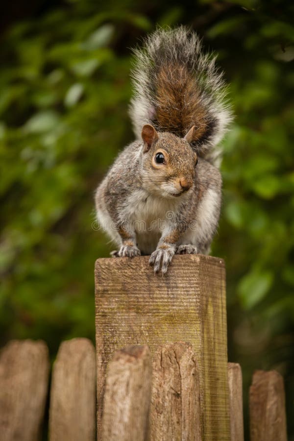 Squirrel on the fence