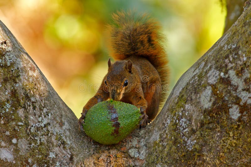 Squirrel with fruit avocado. Variegated Squirrel, Sciurus variegatoides, with food, head detail portrait, Costa Rica, Wildlife sce