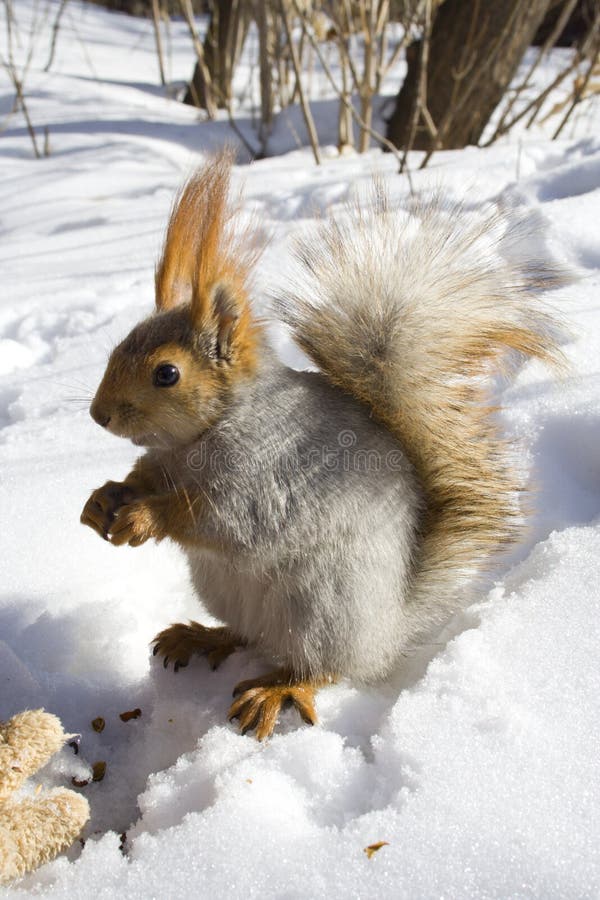 Squirrel gnawing nuts