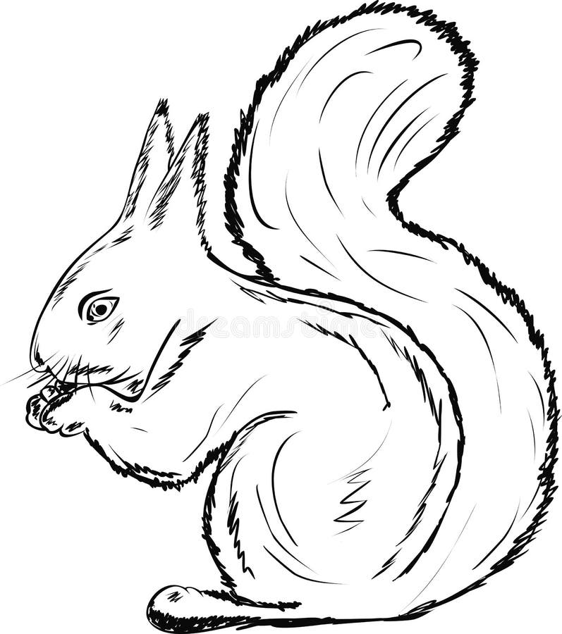 The Squirrel Gnawing Nuts on White Background Stock Vector - Illustration of face, natural: 20126488 The Squirrel Gnawing Nuts on White Background Stock Vector - Illustration of face, natural: 20126488