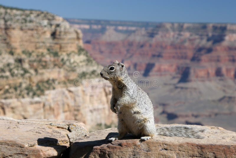 Squirrel with Grand Canyon in the background.