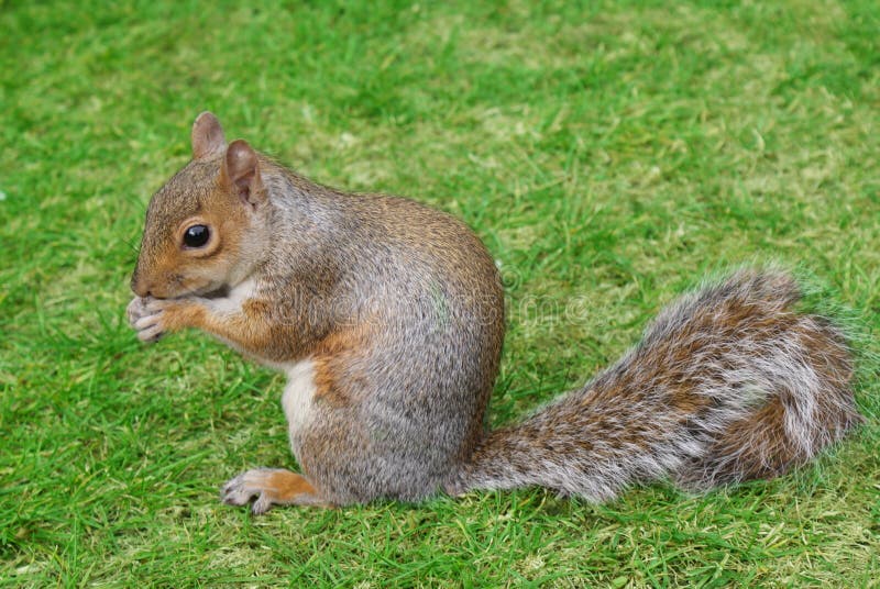 Squirrel in grass stock photo. Image of forest, food 15959246