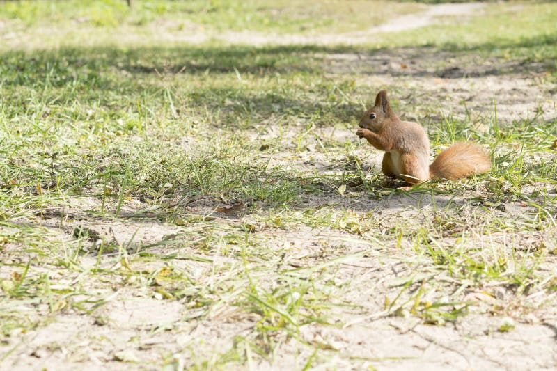 Squirrel on the Grass. Closeup Stock Photo Image of mammal, grey