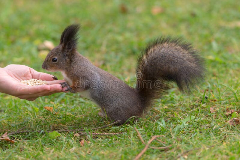 Squirrel on the grass royalty free stock photography