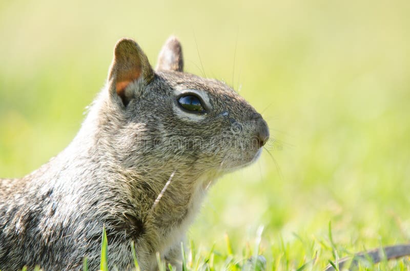 Squirrel in grass, head up with reflection in eyes