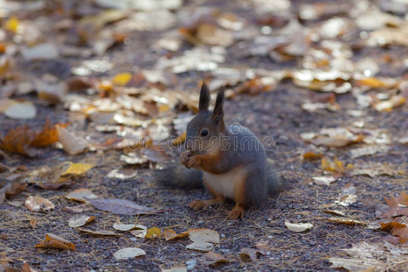 Squirrel eats sunflower seeds royalty free stock photo