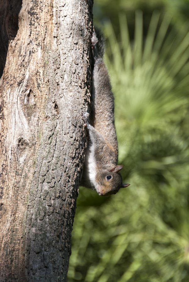Squirrel Hanging and Eating Guava Fruit in Guava Tree. Cute Indian Palm