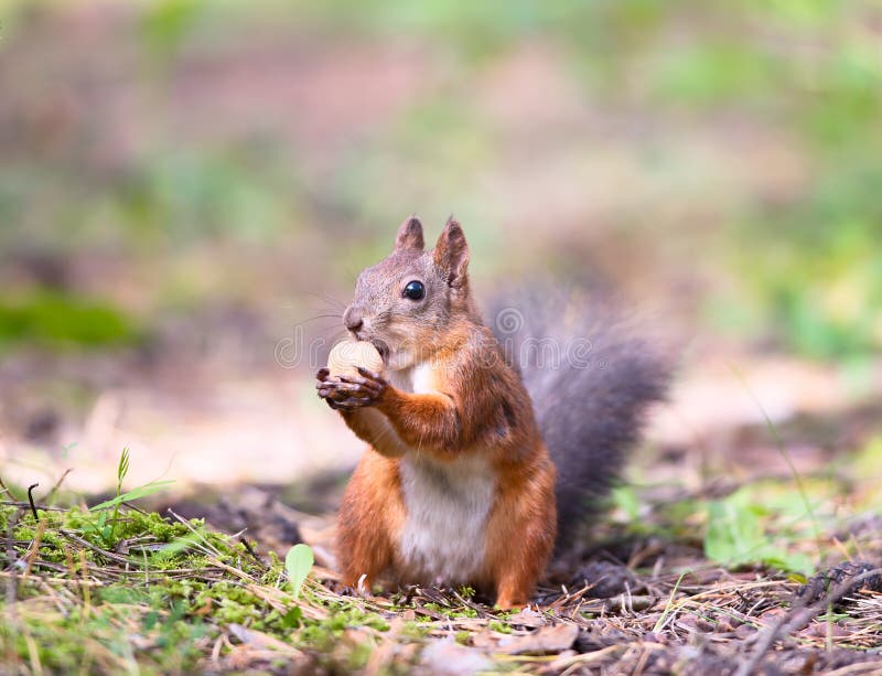 Squirrel with a hazelnut