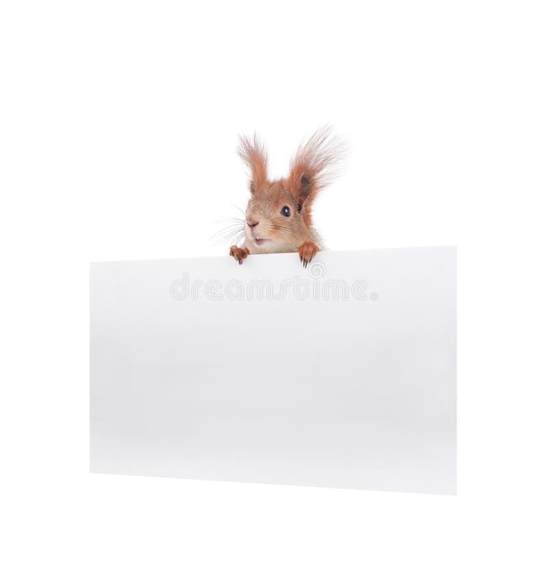 squirrel holding an advertising board for writing your text isolated