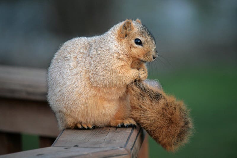 Squirrel Holding Her Tail
