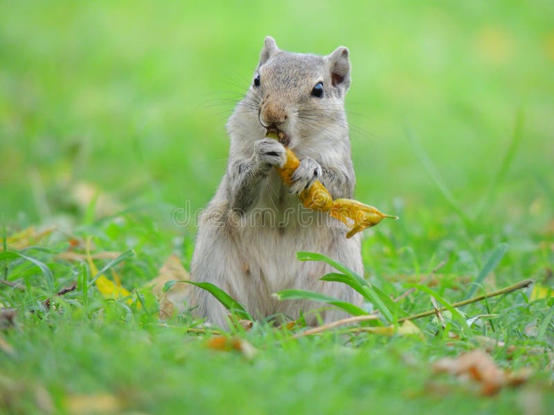 Cuter Outfit Stock Photos Free & RoyaltyFree Stock Photos from Dreamstime