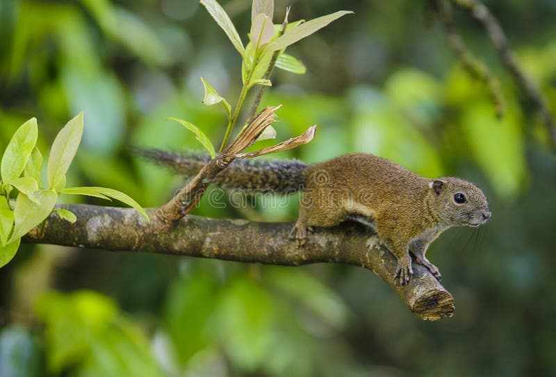 Squirrel at Kinabalu Park, Sabah. Stock Image Image of life, park