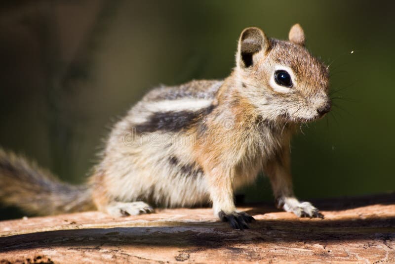 A squirrel on a log