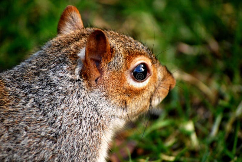 Squirrel London Picture. Image 13967101