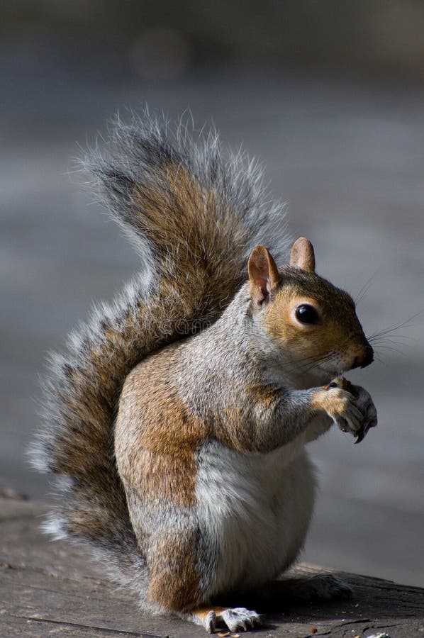 Squirrel in london stock photo. Image of park, hazelnut 20924494