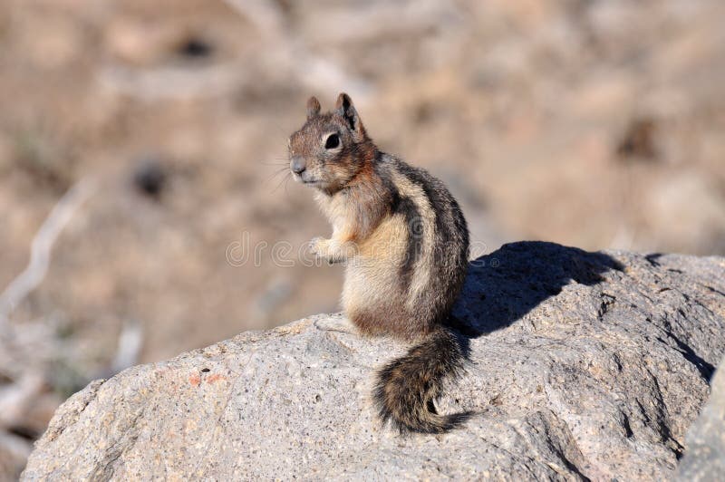 Squirrel looking alert while sitting on a rock