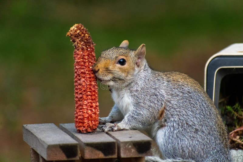 Grey Squirrel Eating Corn stock image. Image of pause 1748901