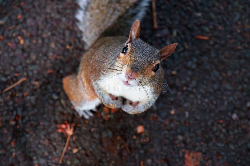 Squirrel looking up at camera