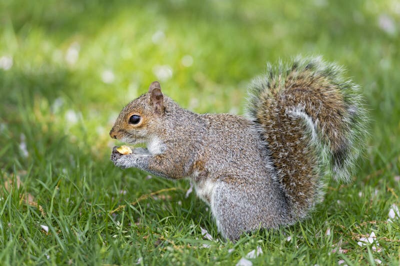 A Squirrel Looking at You while Holding a Nut Stock Image - Image of ...