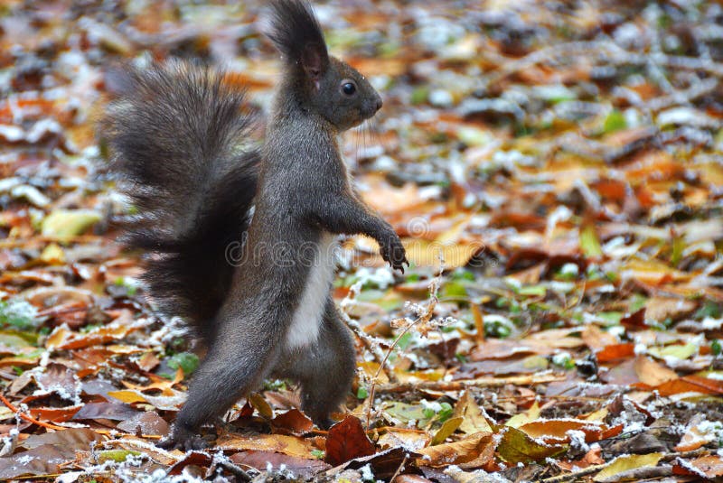 Bella scoiattolo dettaglio curioso a piedi.