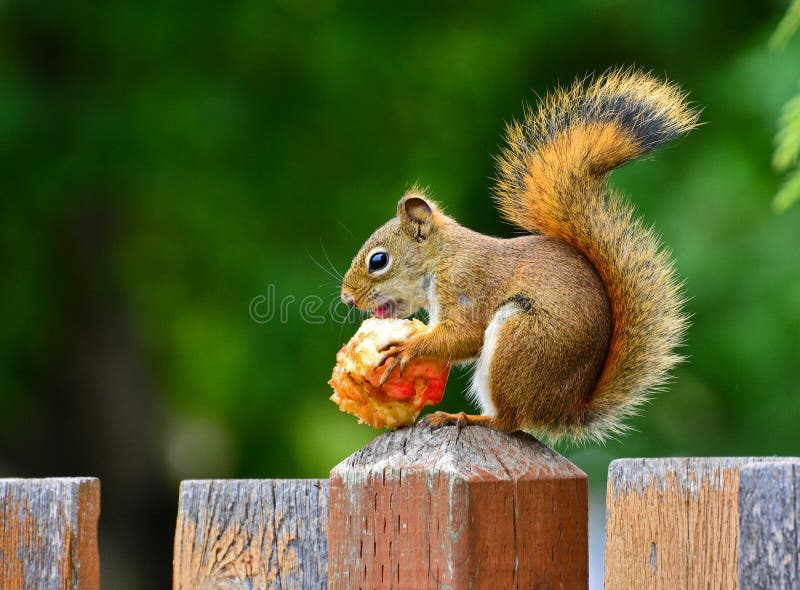 Ardilla comer manzana sobre el.