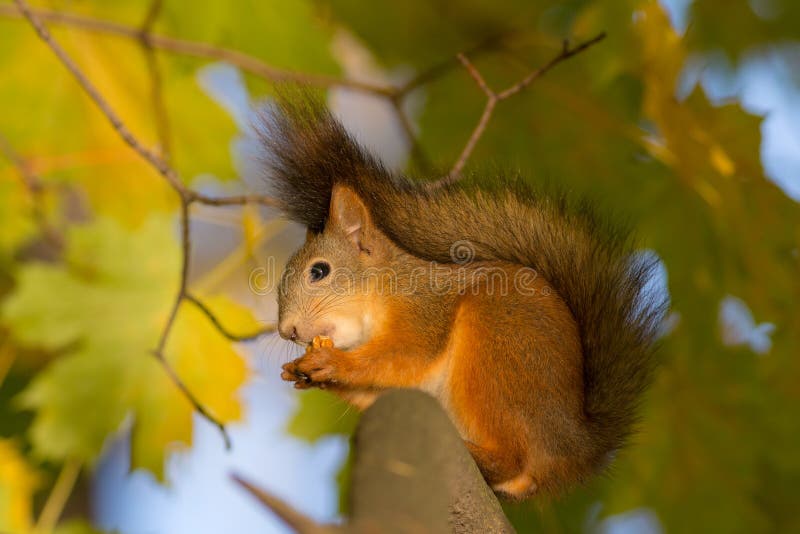 Squirrel on a maple branch royalty free stock photography