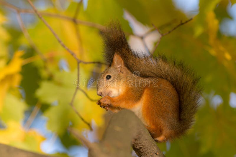 Squirrel on a maple branch stock image