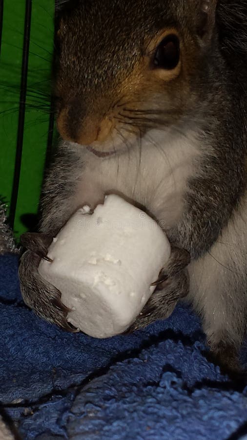 Squirrel with marshmallow stock image. Image of marshmallow 49276745