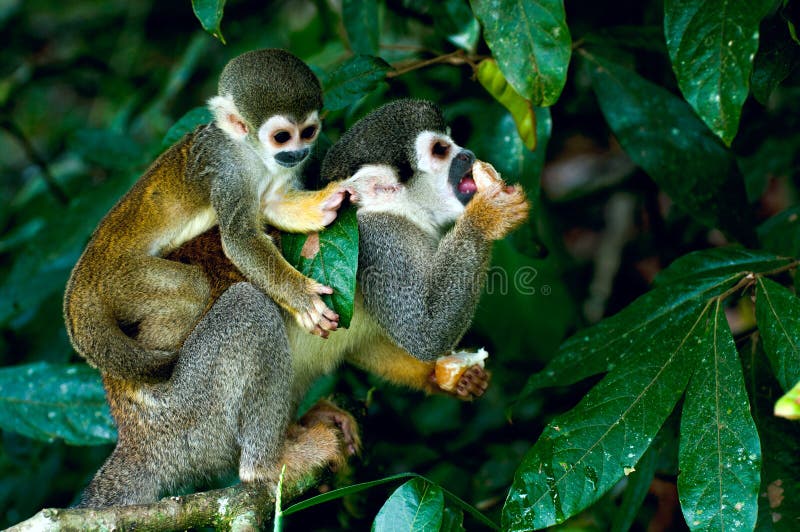 Ardilla monos en Amazonas selva 