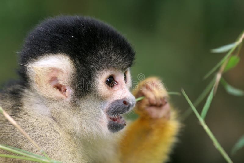 Squirrel monkey eating