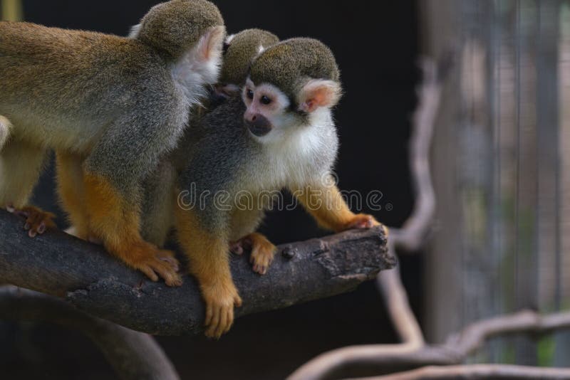 184 Monkey Mating Stock Photos Free & RoyaltyFree Stock Photos from