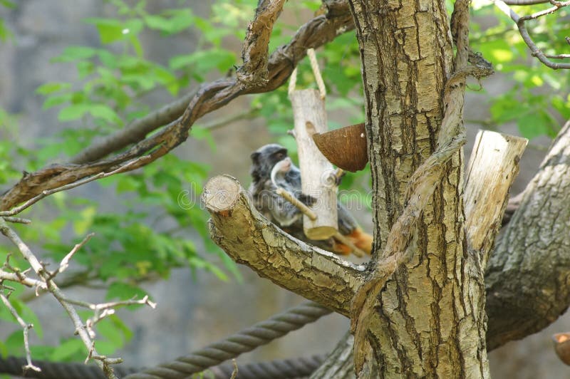 Download Squirrel Monkey With Its Baby. Stock Photo - Image of ...