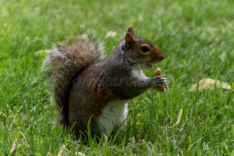 Squirrel munching bread stock photo. Image of tiny, wildlife 76070984