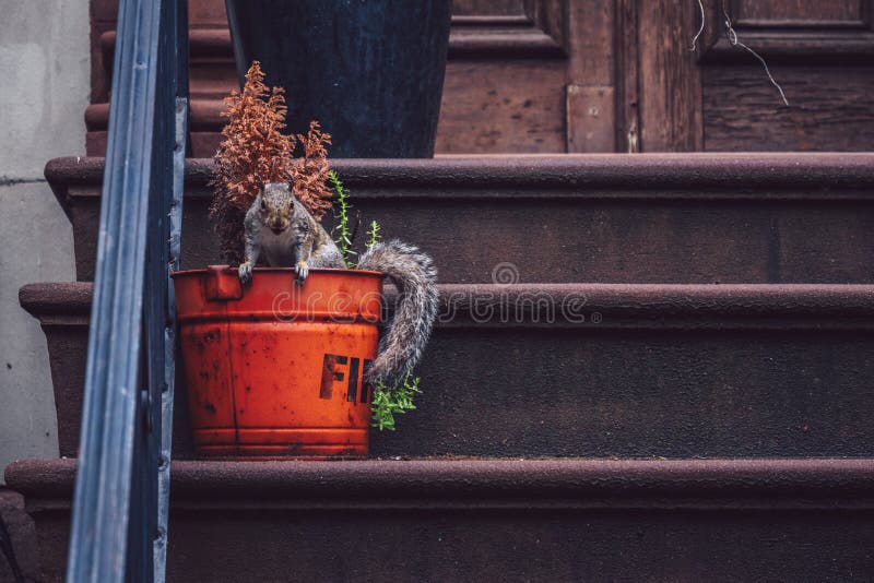 Squirrel in New York stock image Squirrel in New York stock image