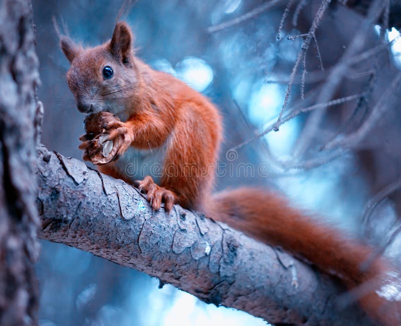 Squirrel with nut