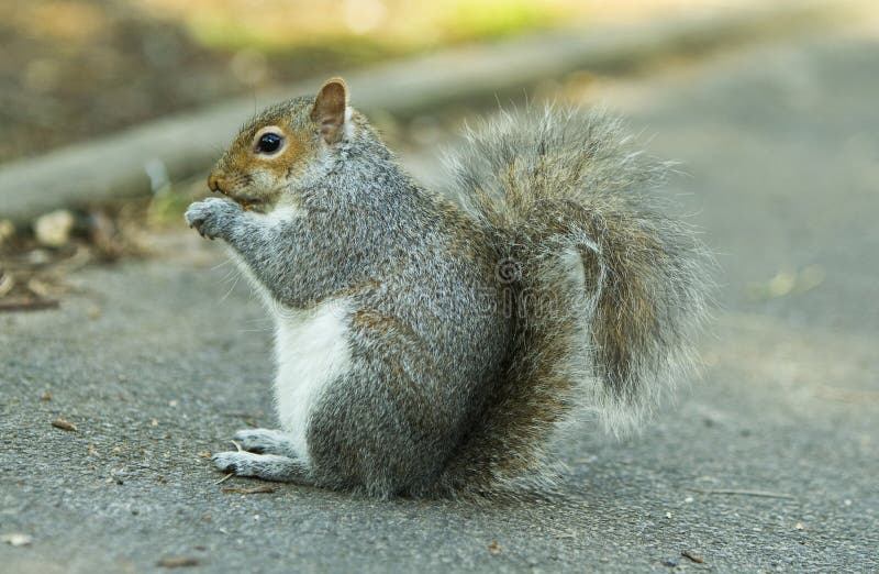 Squirrel with nut