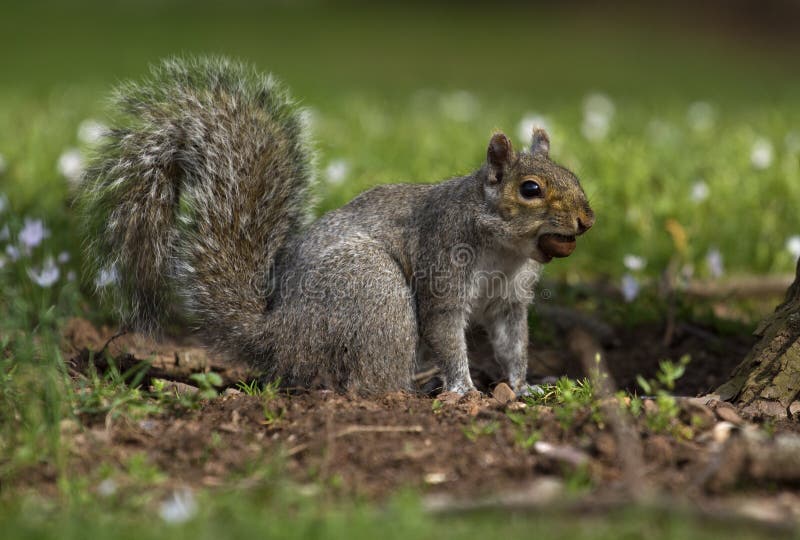 Squirrel with nut in mouth stock image. Image of wildlife - 53584473