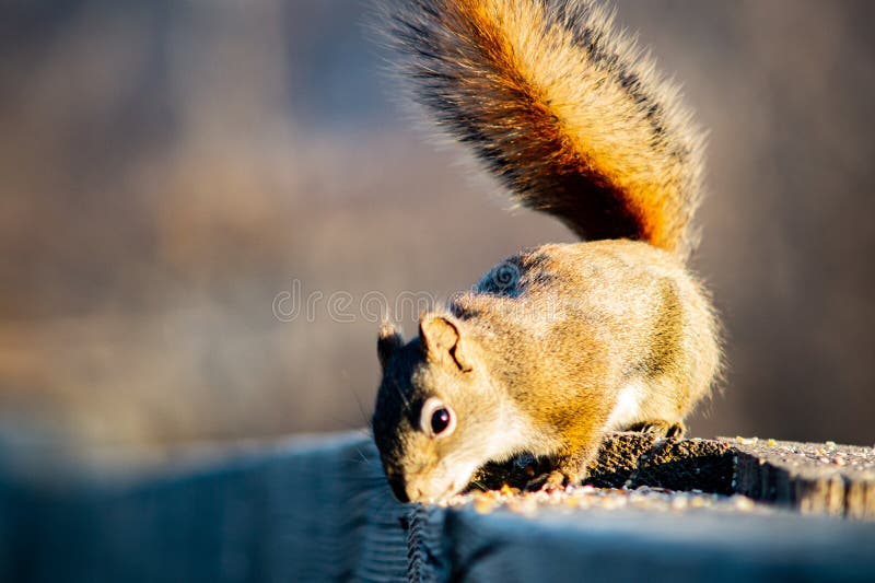 Squirrel in Open Grass Field at Night Stock Image Image of park