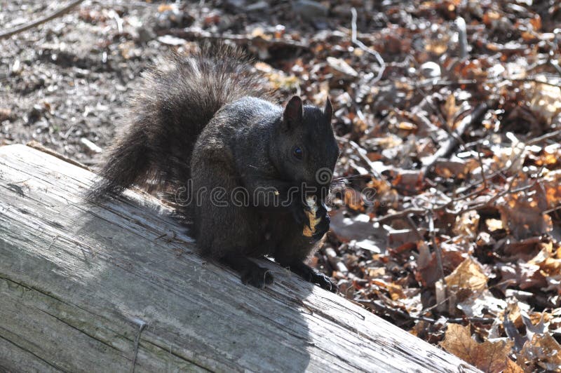 Squirrel in Park stock image. Image of botanical, rodent 13964841