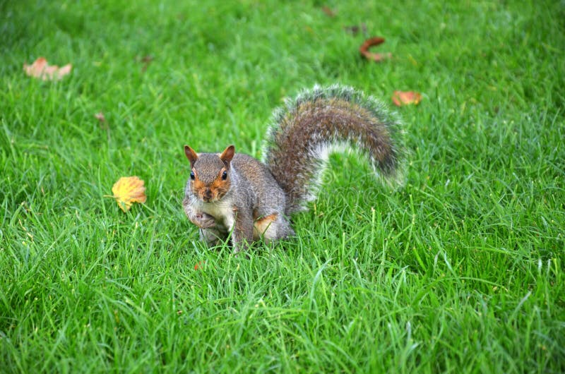 Squirrel in the Park Eat the Roasted Peanuts Stock Image Image of