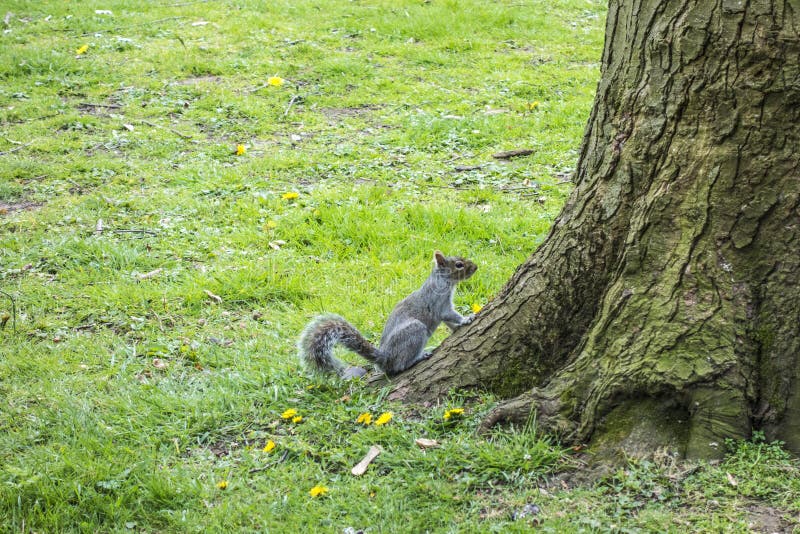 Squirrel in the park stock image. Image of leamington 99635553